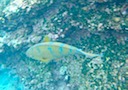 Parrotfish