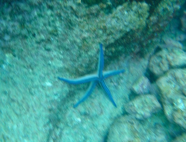 Starfish