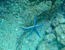 Starfish