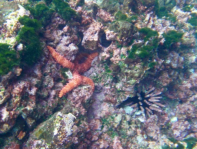 Starfish and pencil urchin