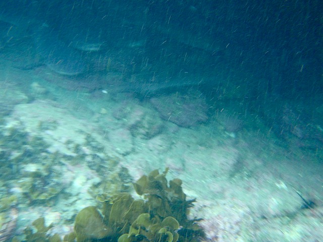 More sharks tucked under the rocks