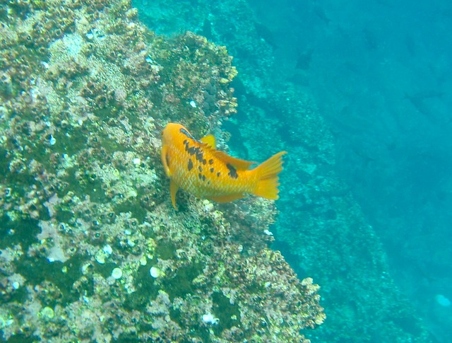 Orange fish