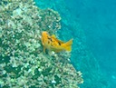 Orange fish