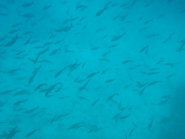 School of fish