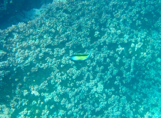 Moorish Idol