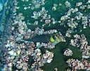 Large blenny