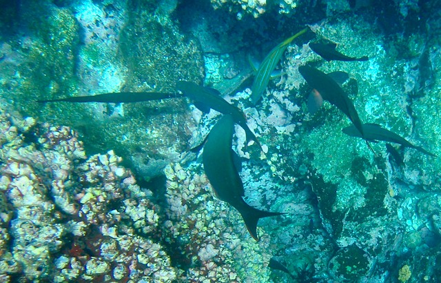 Many fish including black trumpetfish