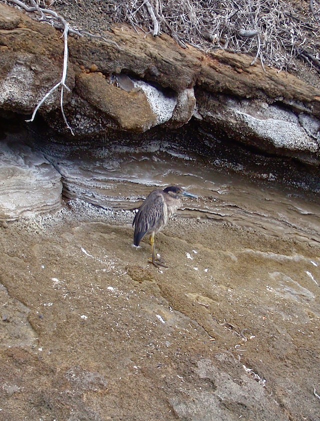 Night heron