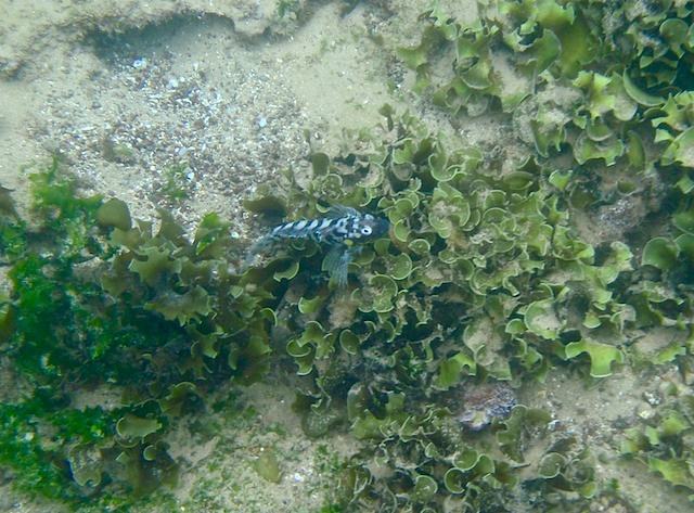 Blenny