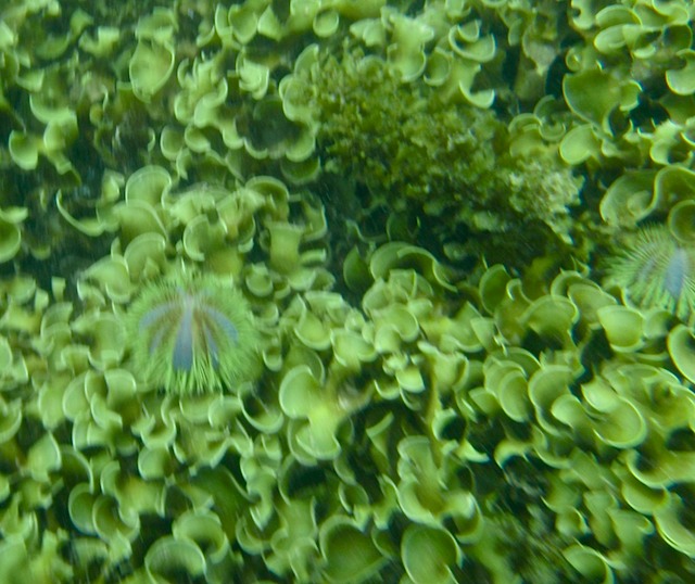 Green urchins