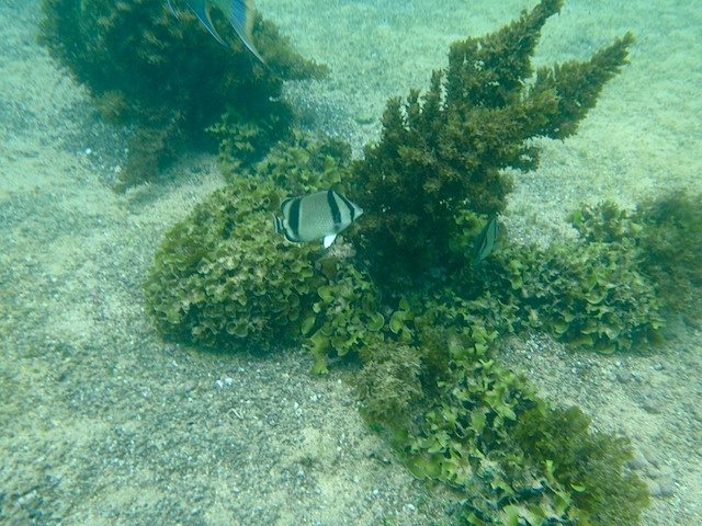 Butterfly fish