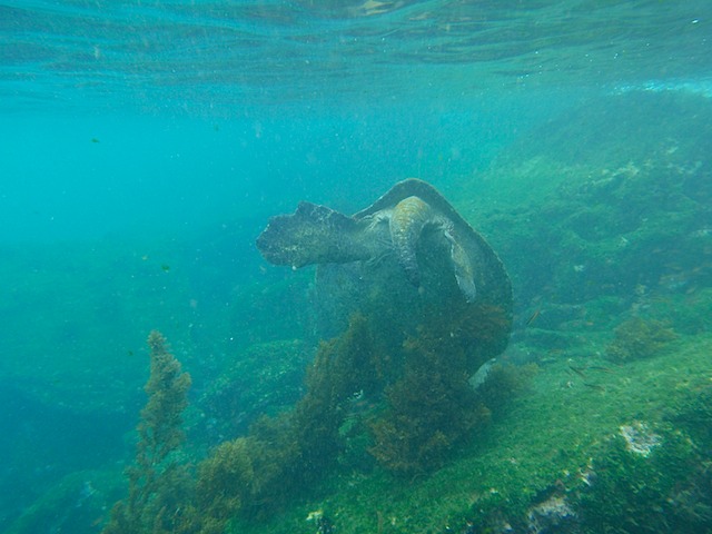 Big sea turtle feeding