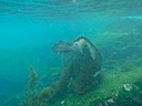 Big sea turtle feeding