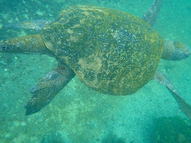 Sea turtle