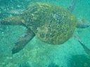 Sea turtle