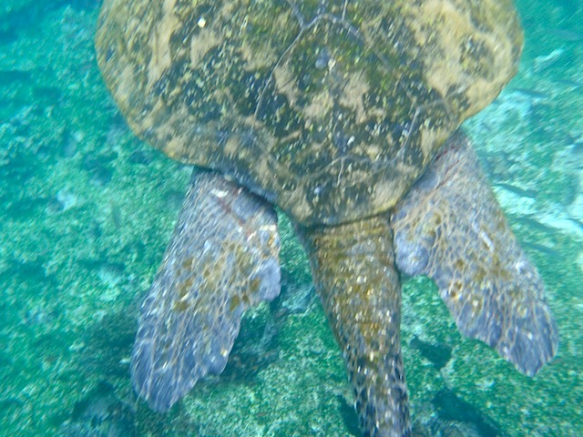 Sea turtle