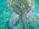 Sea turtle