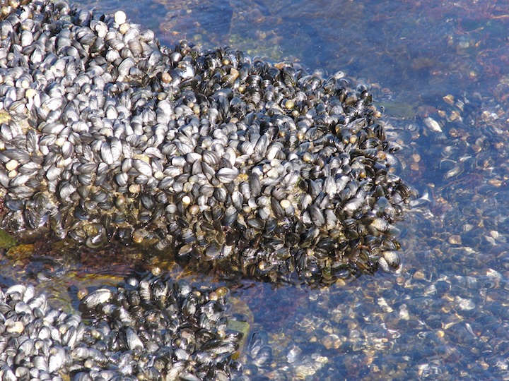 Mussels in Halifax Harbour