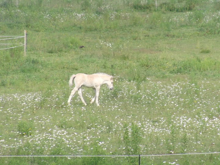 Foal