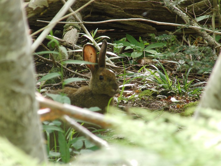 Bunny!