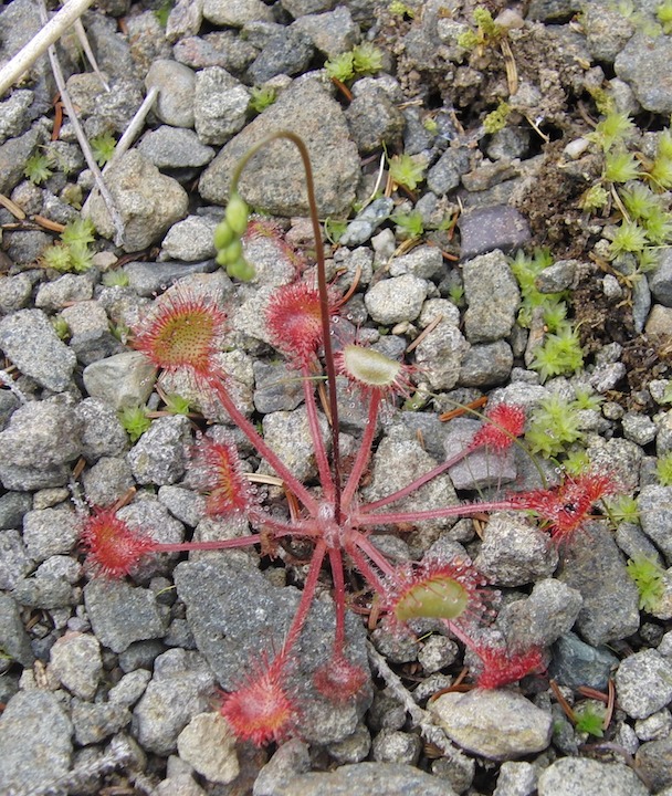 Round Leafed Sundew