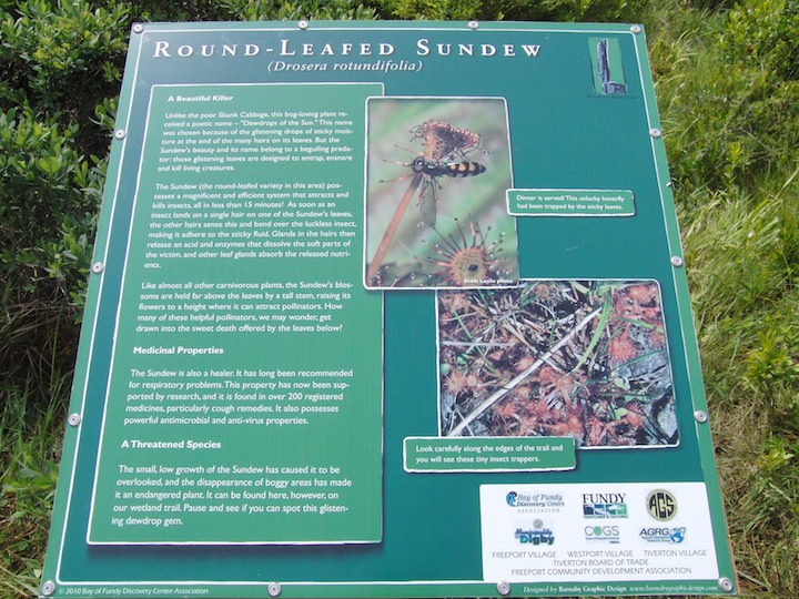 Round Leafed Sunder info