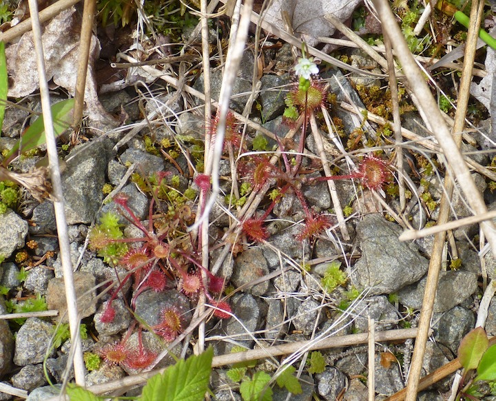 Round Leafed Sundew