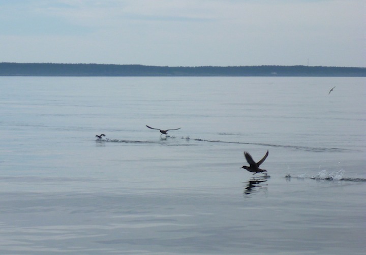 Shearwaters