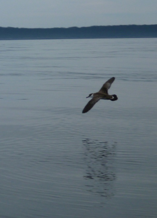 Shearwater