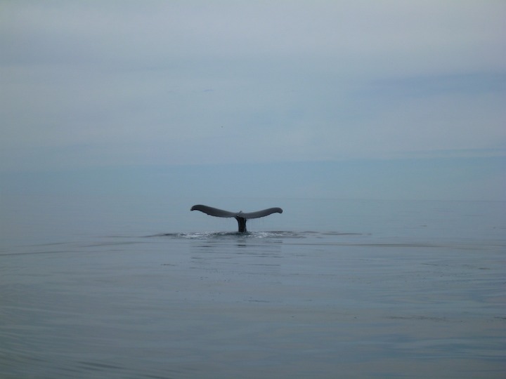 Humpback tail