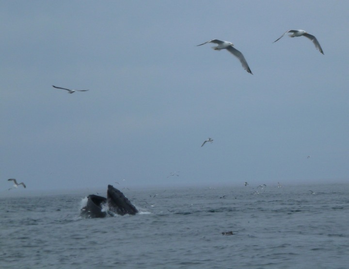 Humpback lunge-feeding