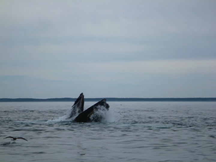 Humpback lunge-feeding