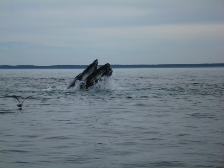 Humpback lunge-feeding