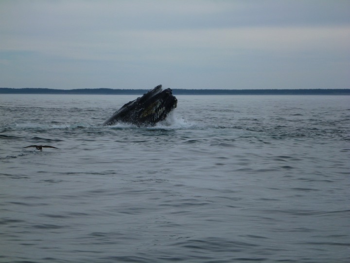 Humpback lunge-feeding