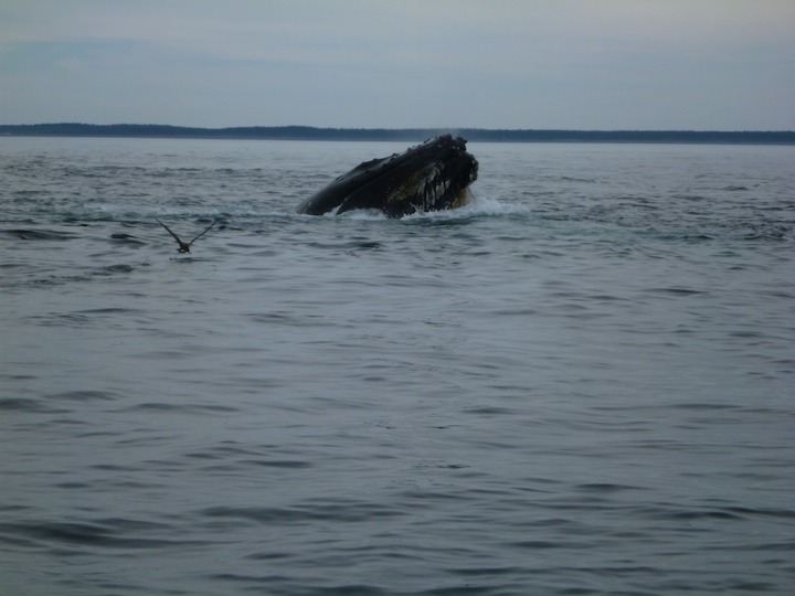 Humpback lunge-feeding