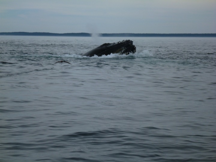 Humpback lunge-feeding