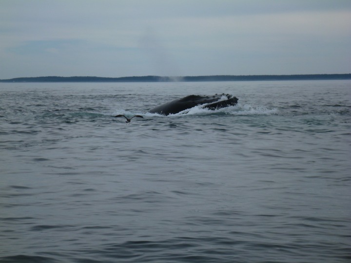 Humpback lunge-feeding