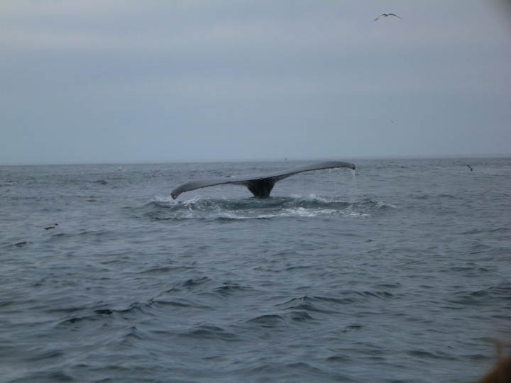 Humpback tail