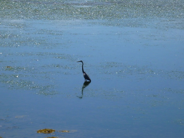 Heron on the bike ride