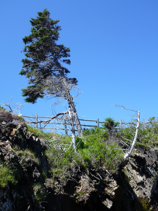 Tree at The Ovens