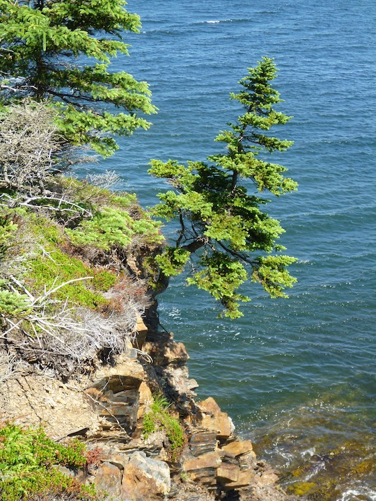 Tree at The Ovens