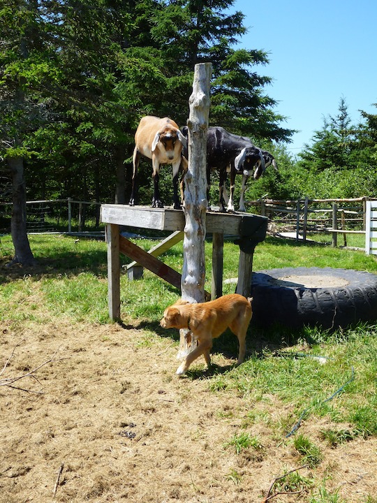 Goats & Dog at The Ovens