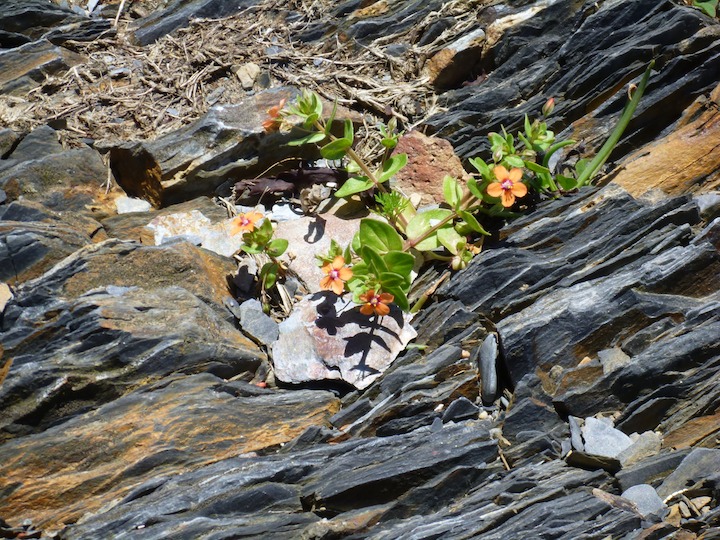 Flower on the rocks