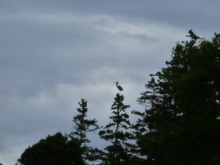 Heron in a tree