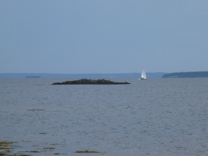 Cormorants on the rocks