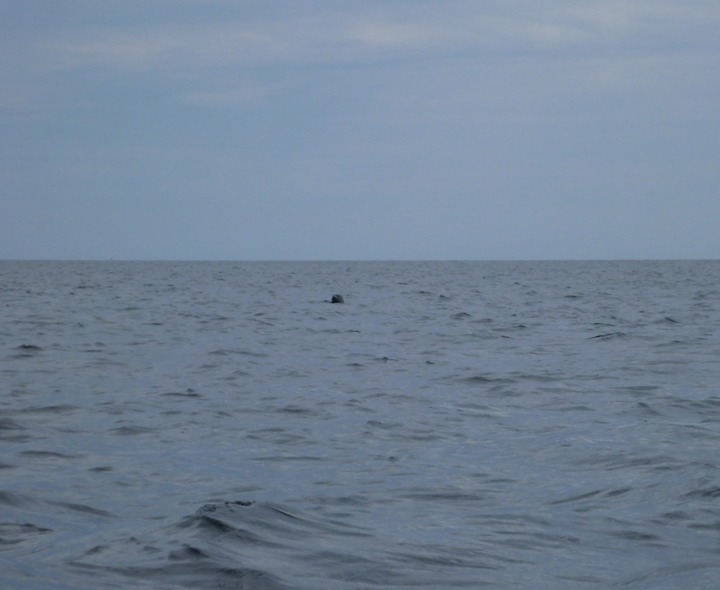 Seals bolted, but hung around watching us