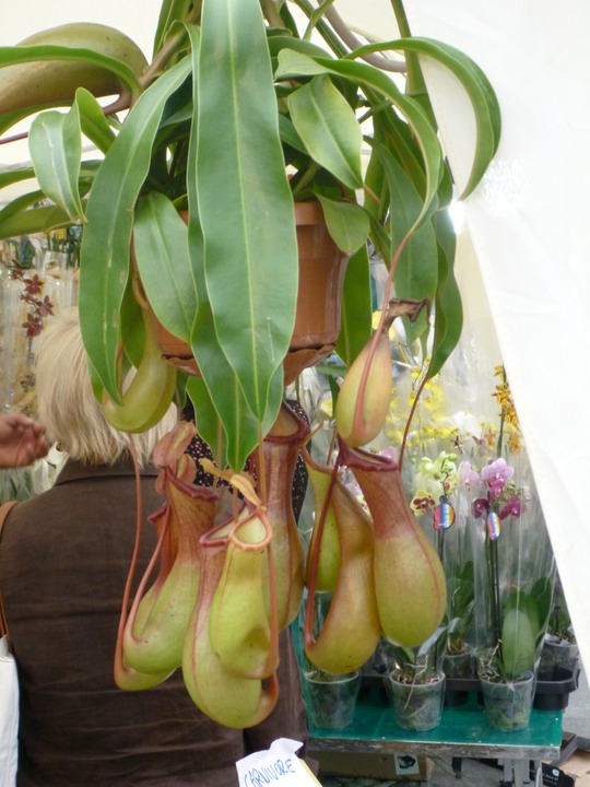 Meat-eating plants in Sant'Arcangelo di Romagna