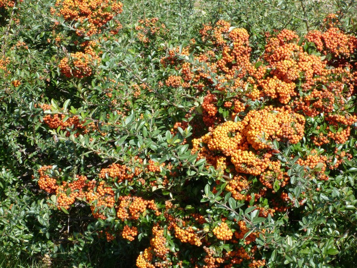 Orange berries. Very pretty.