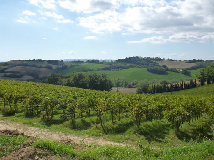 Vineyards