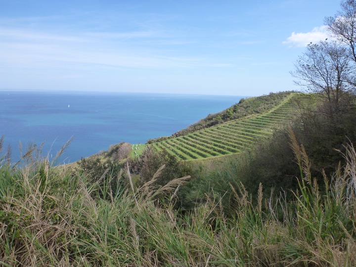 Vineyards on the Adriatic